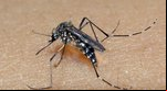 Piauí registra 5,4 mil casos prováveis de dengue em 2025